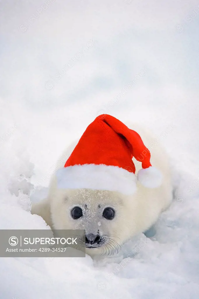 Close up view of a Harp Seal pup wearing a Santa hat on Magdalen Islands, Quebec, Canada, COMPOSITE