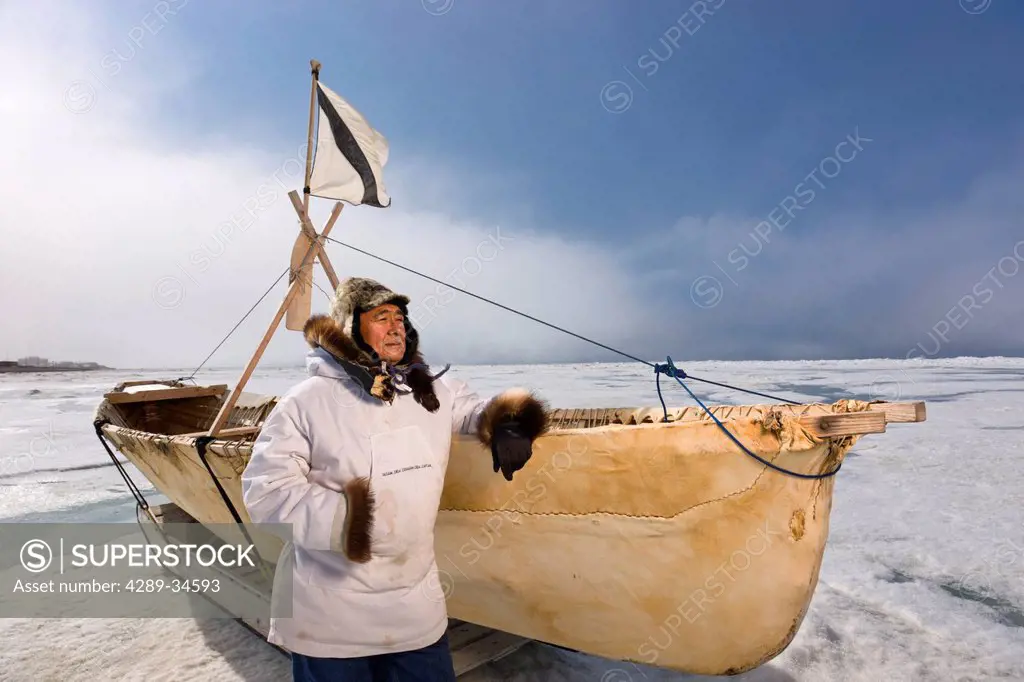 Male Inupiaq Eskimo hunter standing beside an Inupiaq Umiaq made of bearded seal skin Ugruk while wearing a traditional Eskimo parka Atigi and seal sk...
