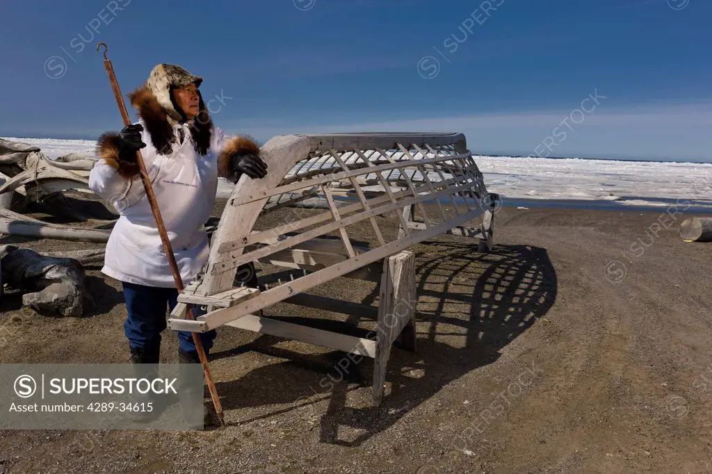 Male Inupiaq Eskimo hunter wearing his Eskimo parka Atigi, seal skin hat and wolf skin Maklak´s with soles made from bearded seal skin Ugruk standing ...