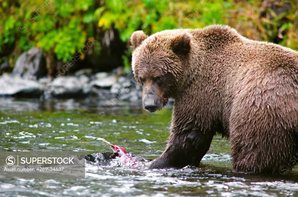 Close up view of an adult Brown Bear fishing for salmon in the Russian River, Kenai Peninsula, Southcentral Alaska, Summer