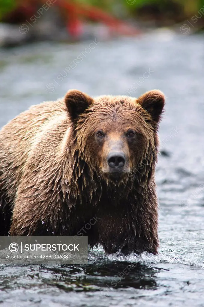 Close up portrait of an adult Brown Bear fishing for salmon in the Russian River, Kenai Peninsula, Southcentral Alaska, Summer