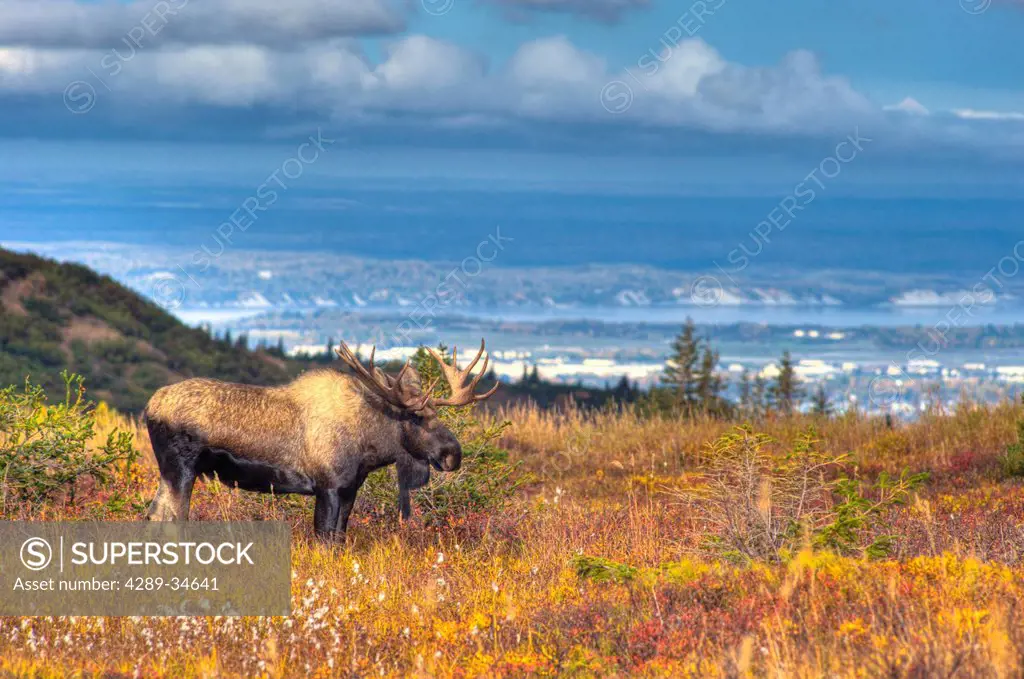 Scenic view of a bull moose in rut near Powerline Pass in Chugach State Park with the city of Anchorage in the backgound, Southcentral Alaska, Fall, H...