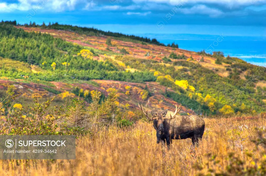Scenic view of a bull moose in rut near Powerline Pass in Chugach State Park, Southcentral Alaska, Fall, HDR image.