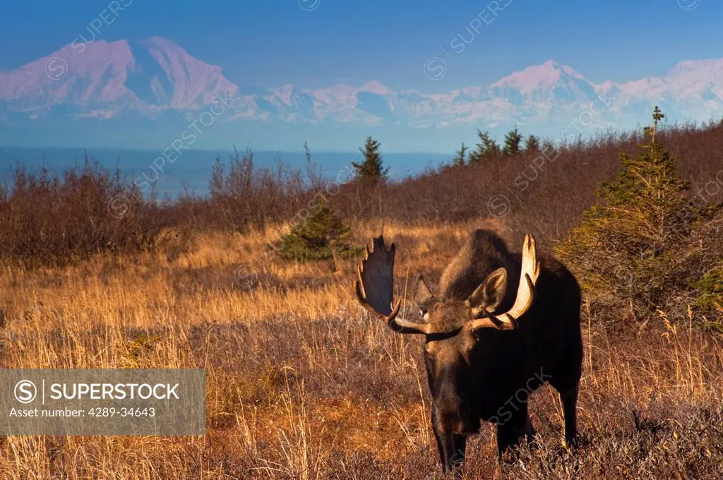 Scenic view of a bull moose in rut near Powerline Pass in Chugach State Park with Mount McKinley in the backgound, Southcentral Alaska, Fall