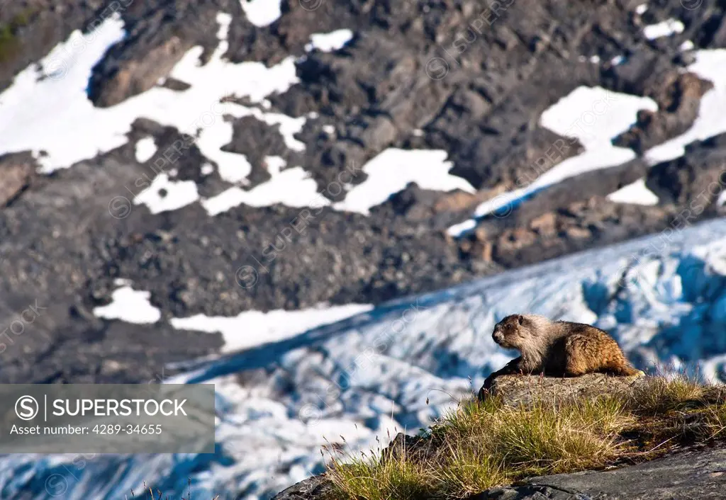 Close up view of a marmot resting on a rock near Harding Icefield Trail with Exit Glacier in the background, Kenai Fiords National Park, Kenai Peninsu...