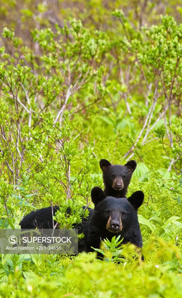 Black bear sow and cub stand in the foliage near Harding Icefield Trail at Exit Glacier in Kenai Fjords National Park, Kenai Peninsula, Southcentral A...
