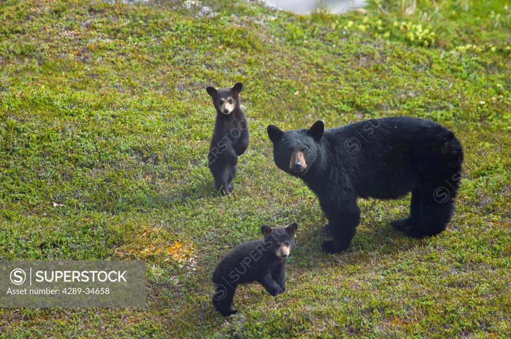Black bear sow and her two cubs near Harding Icefield Trail at Exit Glacier in Kenai Fiords National Park, Kenai Peninsula, Southcentral Alaska, Summe...