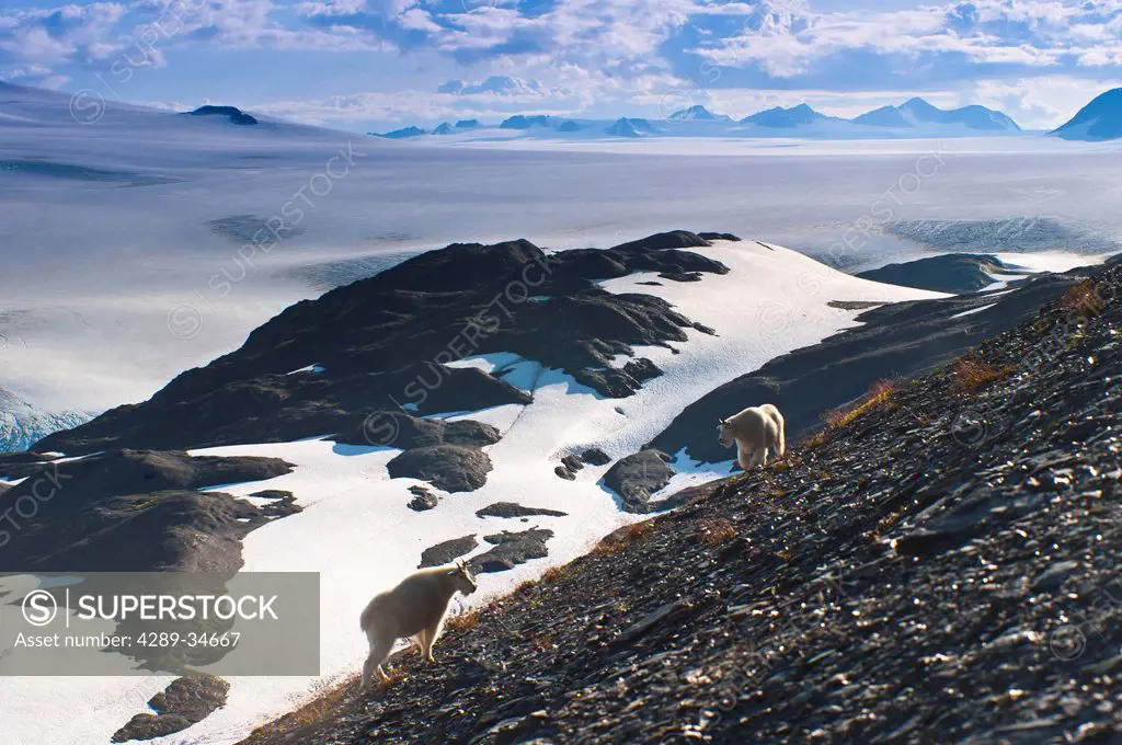 Two Mountain Goats stand on a mountainside with Harding Icefield in the background, Kenai Fjords National Park, Kenai Peninula, Southcentral Alaska, S...