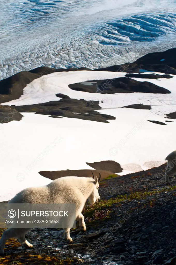 Mountain Goat stands on a mountainside with Harding Icefield in the background, Kenai Fjords National Park, Kenai Peninula, Southcentral Alaska, Summe...