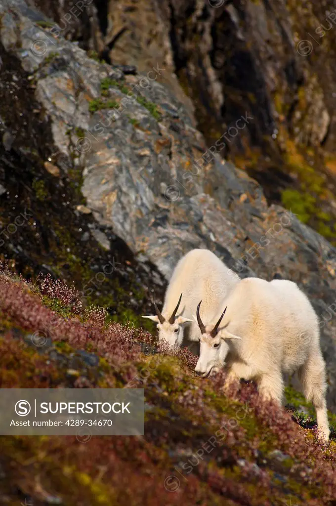 Two Mountain Goats graze near Exit Glacier´s Harding Icefield Trail, Kenai Fjords National Park, Kenai Peninsula, Southcentral Alaska, Summer