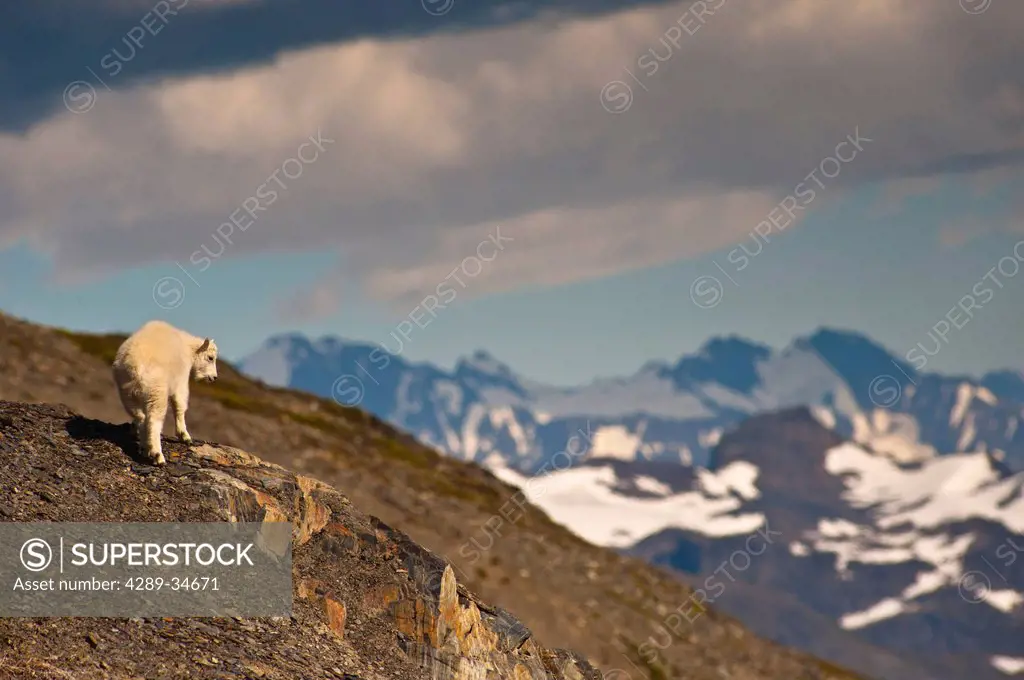 A Mountain Goat kid near Exit Glacier´s Harding Icefield Trail overlooking valley below, Kenai Fjords National Park, Kenai Peninsula, Southcentral Ala...