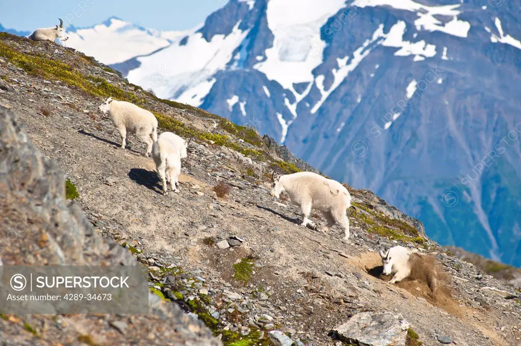A band of Mountain Goats near Exit Glacier´s Harding Icefield Trail are on a steep hillside, Kenai Fjords National Park, Kenai Peninsula, Southcentral...