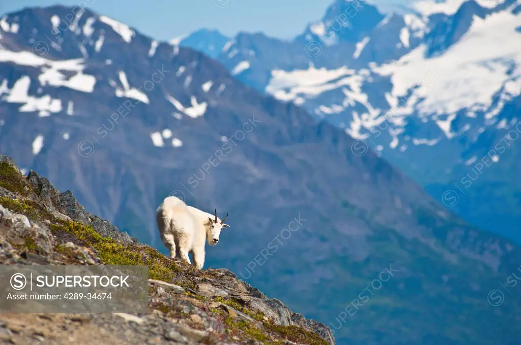 A Mountain Goat near Exit Glacier´s Harding Icefield Trail is on a steep hillside, Kenai Fjords National Park, Kenai Peninsula, Southcentral Alaska, S...