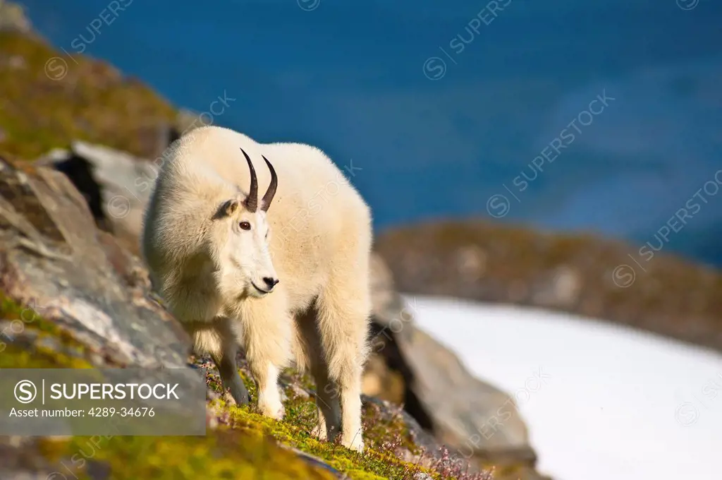 A Mountain Goat near Exit Glacier´s Harding Icefield Trail grazing on plants, Kenai Fjords National Park, Kenai Peninsula, Southcentral Alaska, Summer