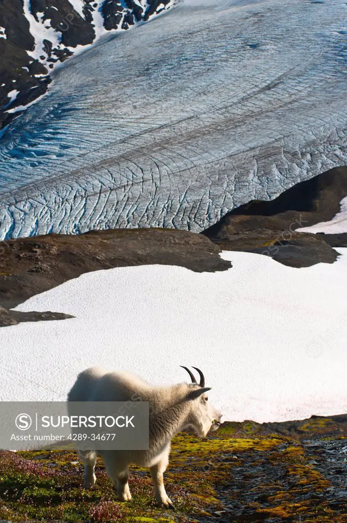 Mountain Goat stands on a mountainside with Harding Icefield in the background, Kenai Fjords National Park, Kenai Peninula, Southcentral Alaska, Summe...