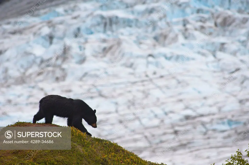 A black bear foraging for berries near the Harding Icefield Trail with Exit Glacier in the background, Kenai Fjords National Park, Seward, Southcentra...