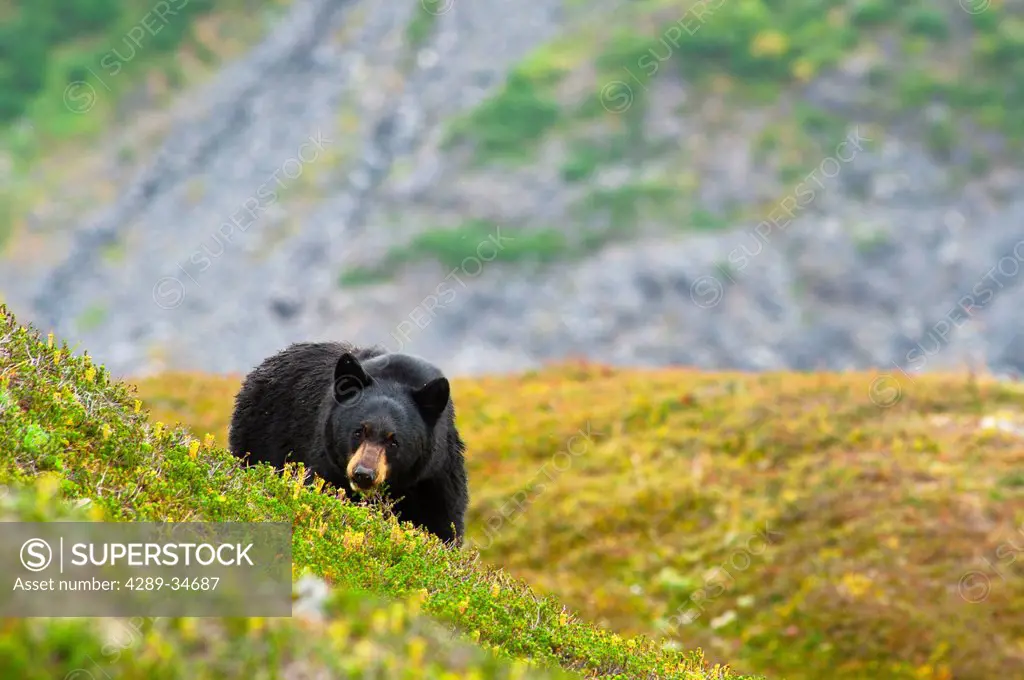 A black bear foraging for berries on a hillside near the Harding Icefield Trail near Exit Glacier, Kenai Fjords National Park, Seward, Southcentral Al...