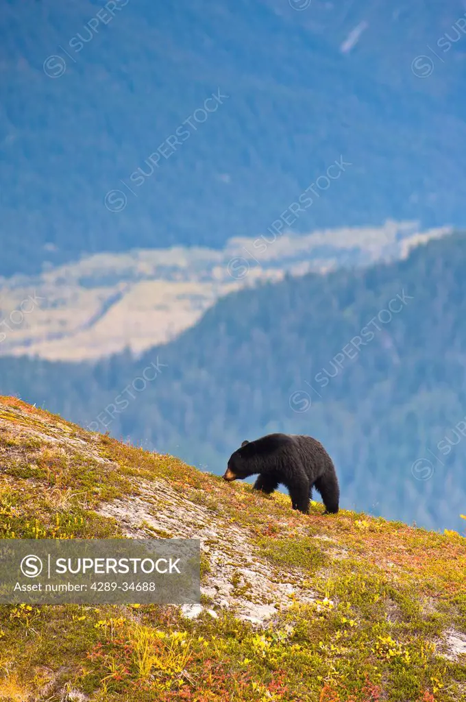 A black bear foraging for berries on a hillside near the Harding Icefield Trail near Exit Glacier and Resurrection Valley in the background, Kenai Fjo...