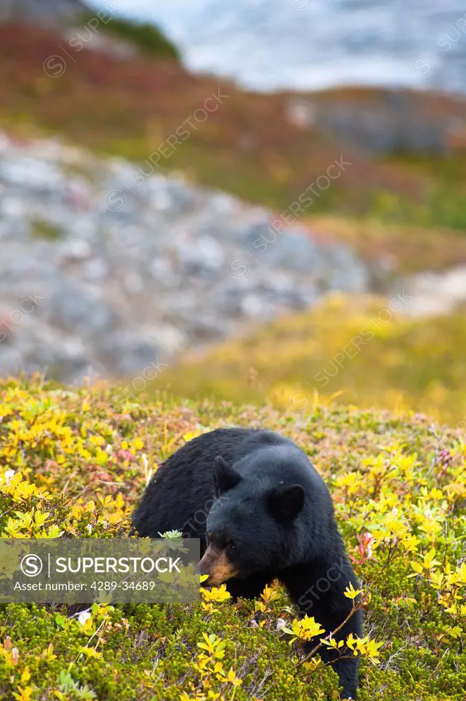 A black bear foraging for berries near the Harding Icefield Trail with Exit Glacier in the background, Kenai Fjords National Park, Seward, Southcentra...