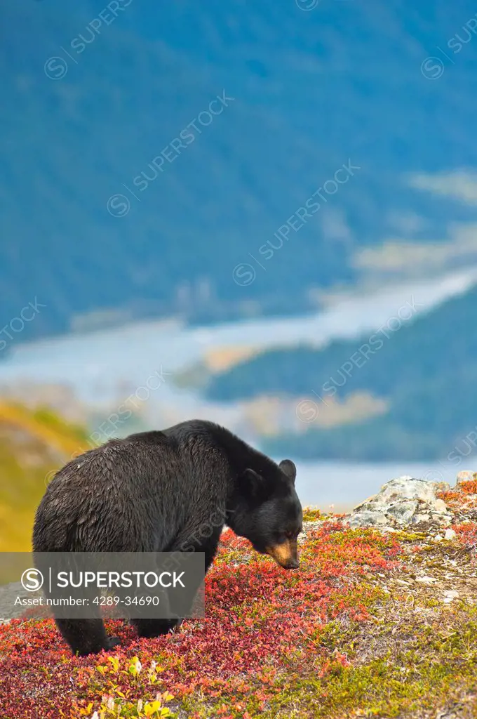 A black bear foraging for berries on a hillside near the Harding Icefield Trail near Exit Glacier and Resurrection Valley in the background, Kenai Fjo...