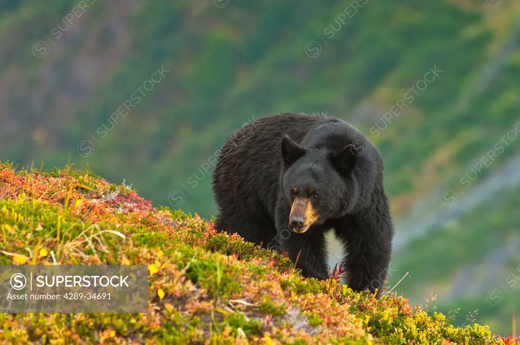A black bear foraging for berries on a hillside near the Harding Icefield Trail near Exit Glacier, Kenai Fjords National Park, Seward, Southcentral Al...