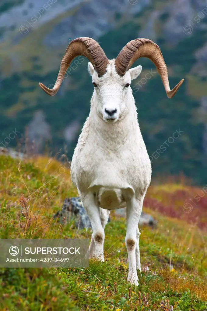 Close up of a large Dall sheep ram standing on Fall tundra near Savage River Valley in Denali National Park and Preserve, Interior Alaska, Autumn