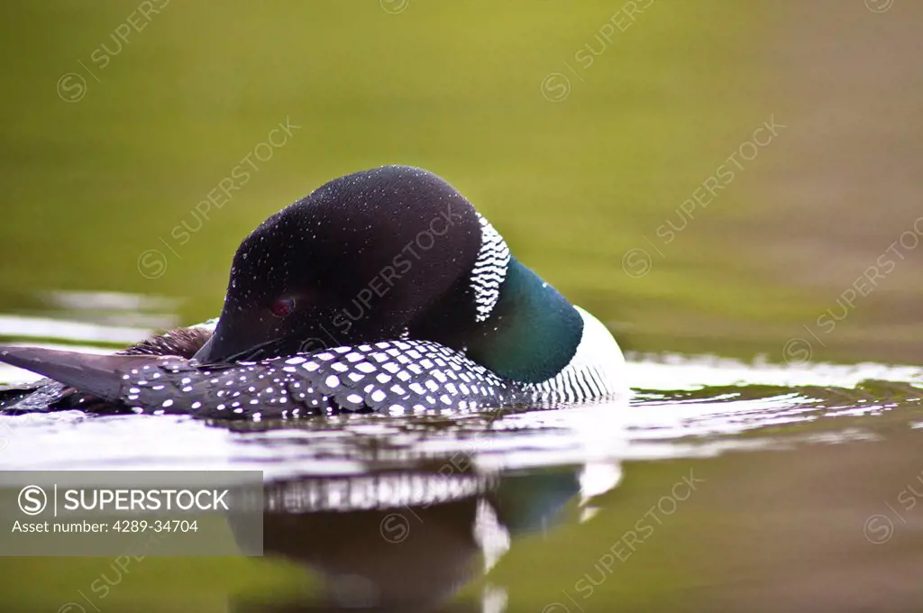 Close up of a Common Loon grooming its self on Beach Lake, Chugach State Park, Southcentral Alaska, Summer