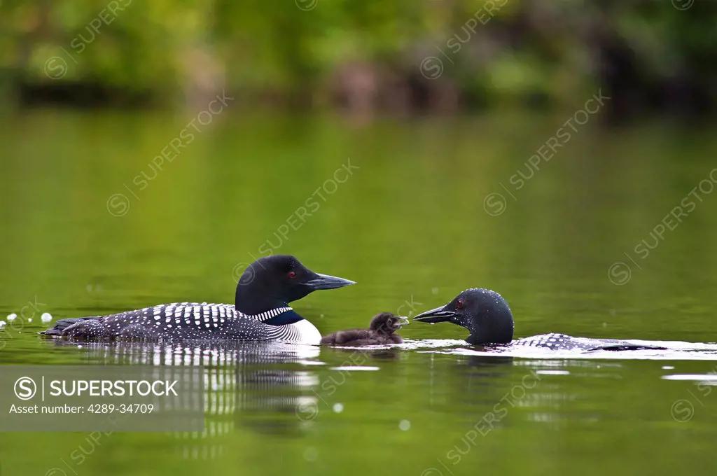 Close up view of two Common Loons feeding their chick on Beach Lake, Chugach State Park, Southcentral Alaska, Summer