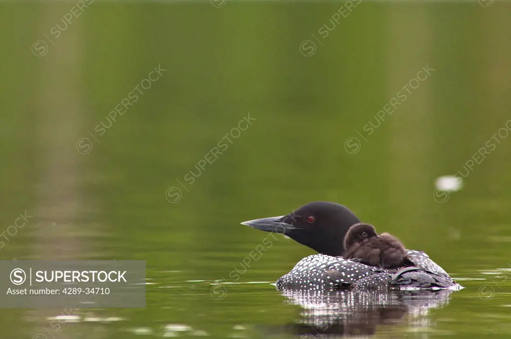 Common loon swimming with its chick on its back, Beach Lake, Chugach State Park, Southcentral Alaska, Summer