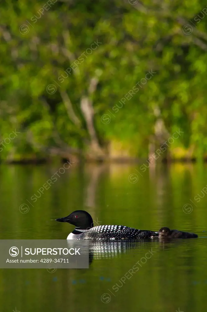 Common loon swimming with its chick is on Beach Lake, Chugach State Park, Southcentral Alaska, Summer