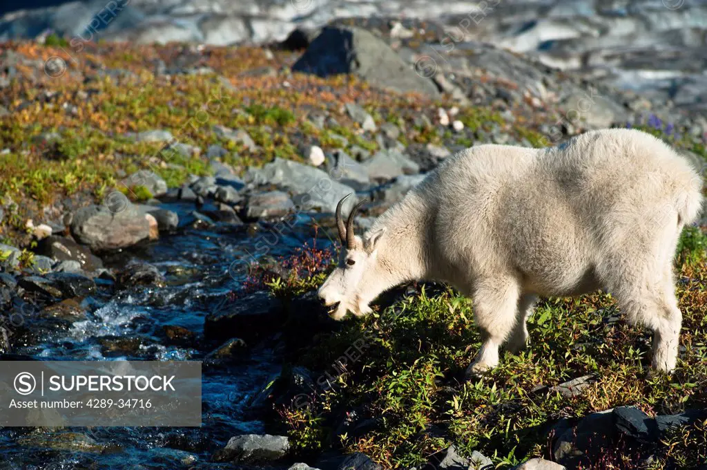 View of a mountain goat grazing on plants next to a stream near Harding Icefield Trail with Exit Glacier in the background, Kenai Fjords National Park...