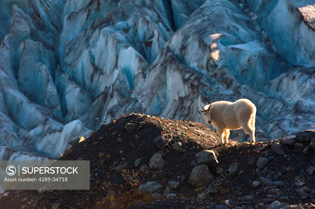View of a mountain goat standing on a ridge near Harding Icefield Trail with Exit Glacier in the background, Kenai Fjords National Park near Seward, K...