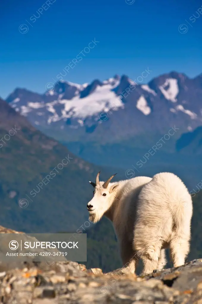View of a young billy goat standing on a mountain ridge near Exit Glacier and Harding Icefield Trail with Chugach Mountains in the background, Kenai F...