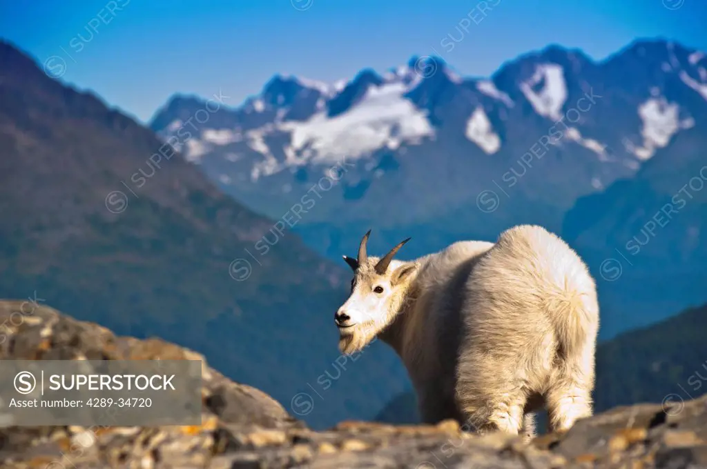 View of a young billy goat standing on a mountain ridge near Exit Glacier and Harding Icefield Trail with Chugach Mountains in the background, Kenai F...