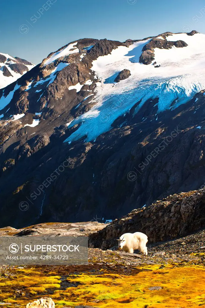 View of a mountain goat grazing near Harding Icefield Trail, Kenai Fjords National Park near Seward, Kenai Peninsula, Southcentral Alaska, Summer