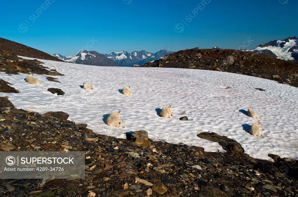 View of seven Mountain Goats resting on a large patch of snow off Harding Icefield Trail in Kenai Fjords National Park near Seward, Kenai Peninsula, S...