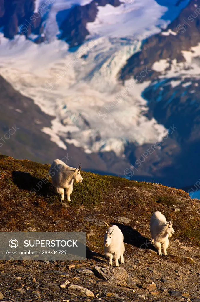 View of three Mountain Goats walking on a ridge near Harding Icefield Trail in Kenai Fjords National Park near Seward,Kenai Peninsula, Southcentral Al...