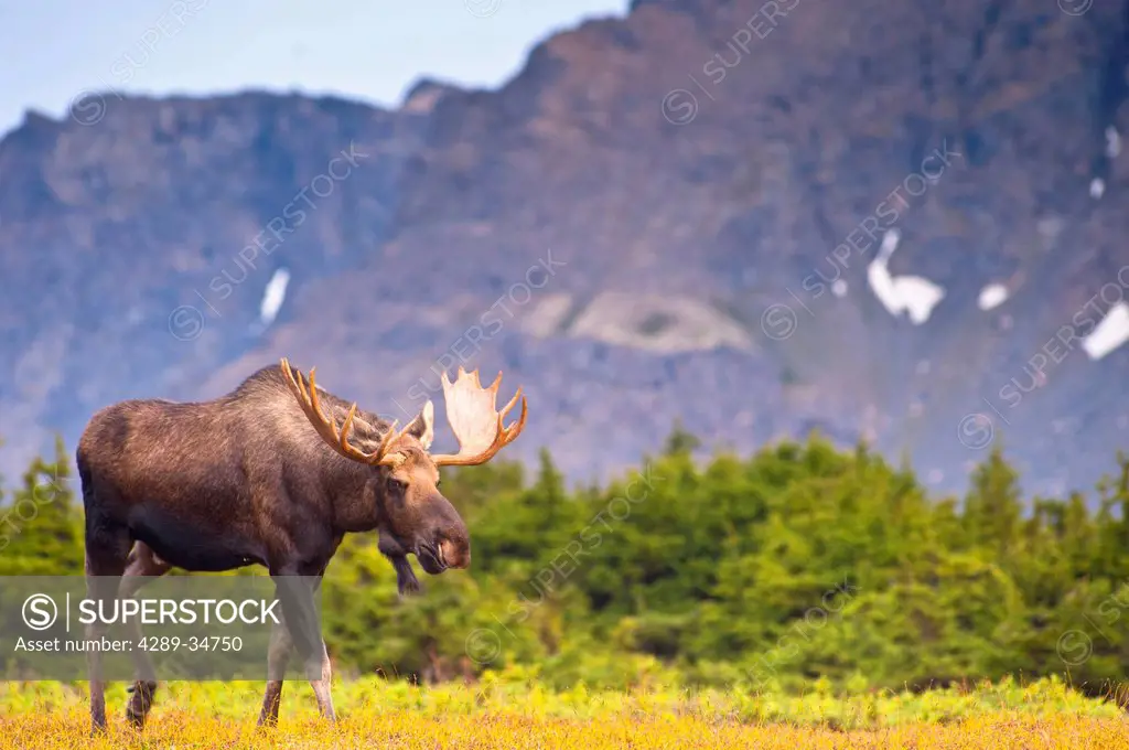 A bull moose in rut walking in a wooded area near Powerline Pass in Chugach State Park, Anchorage, Southcentral Alaska, Autumn