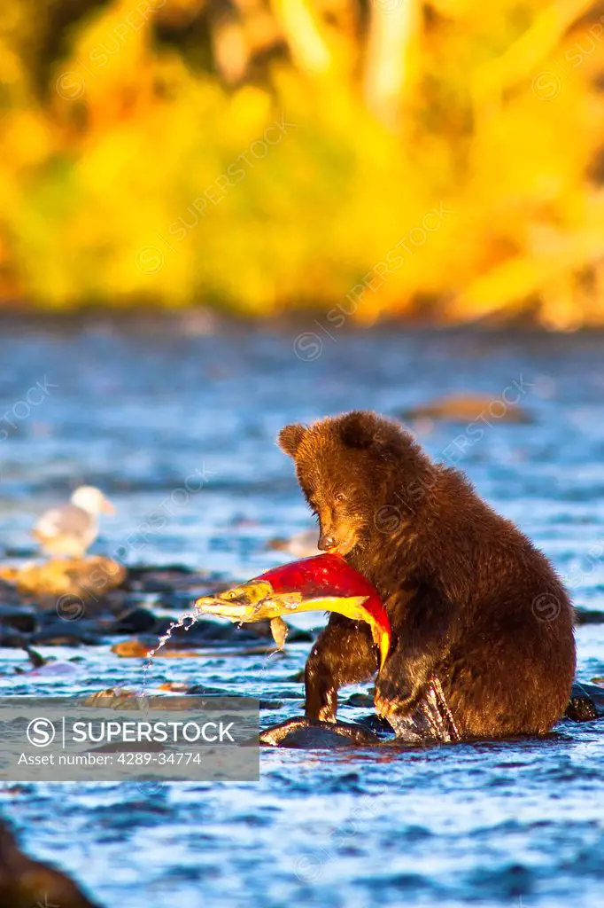Young Brown bear cub standing on hind legs catches its first salmon in Russian River, Kenai Peninsula, Southcentral Alaska, Autumn