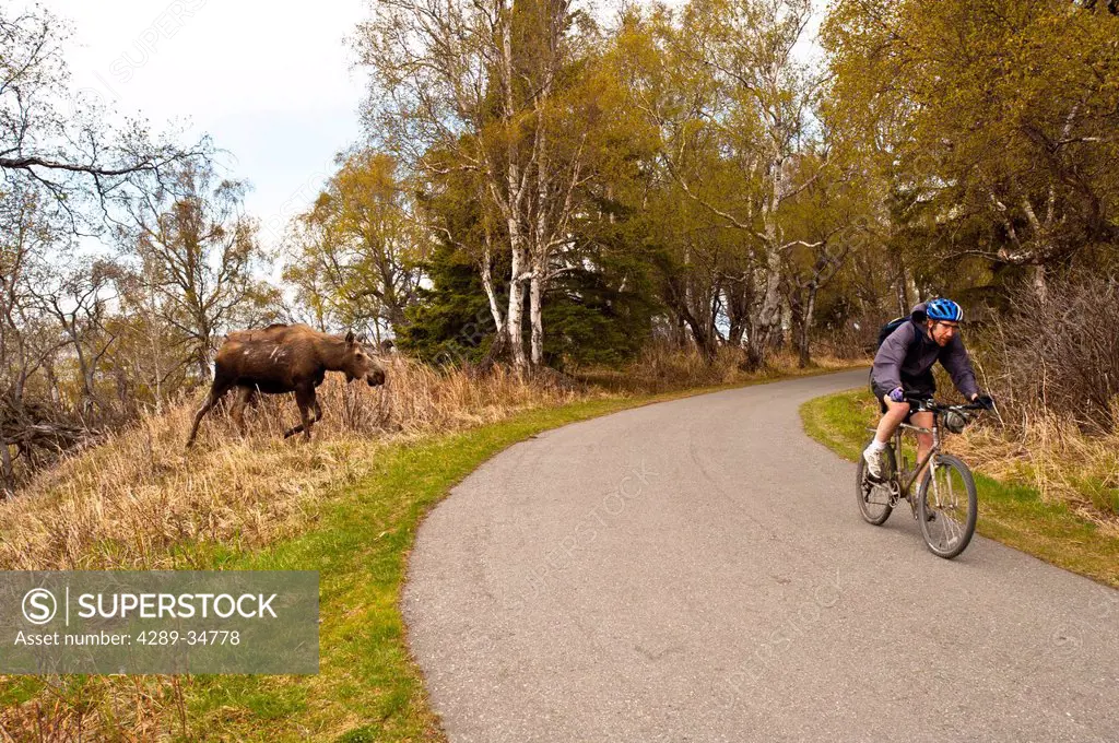 A cyclist bicycles past a young moose feeding near the Tony Knowles Coastal Trail near Kincaid Park in Anchorage, Southcentral Alaska, Spring