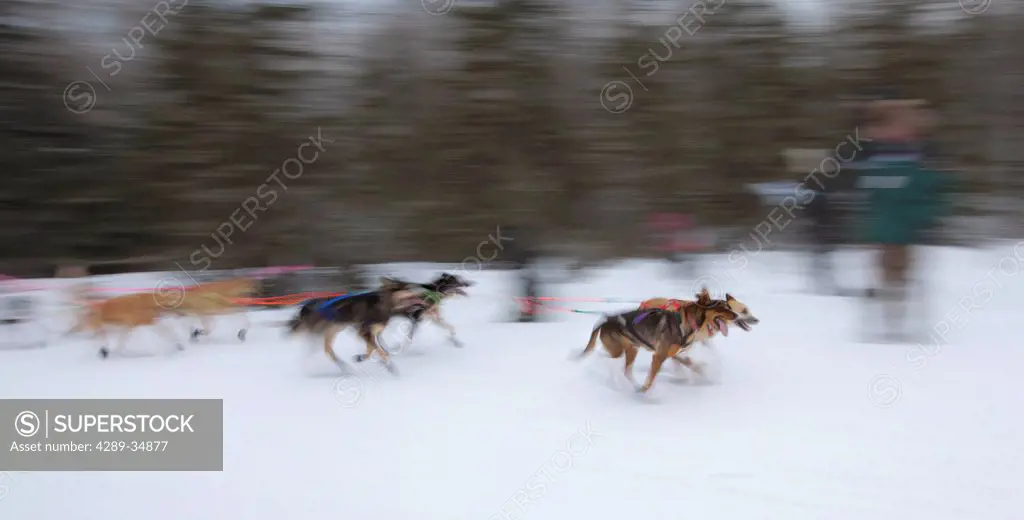 Blurred motion view of sled dogs race towards Campbell airstrip during the ceremonial start of the 2011 Iditarod sled dog race, Anchorage, Southcentra...