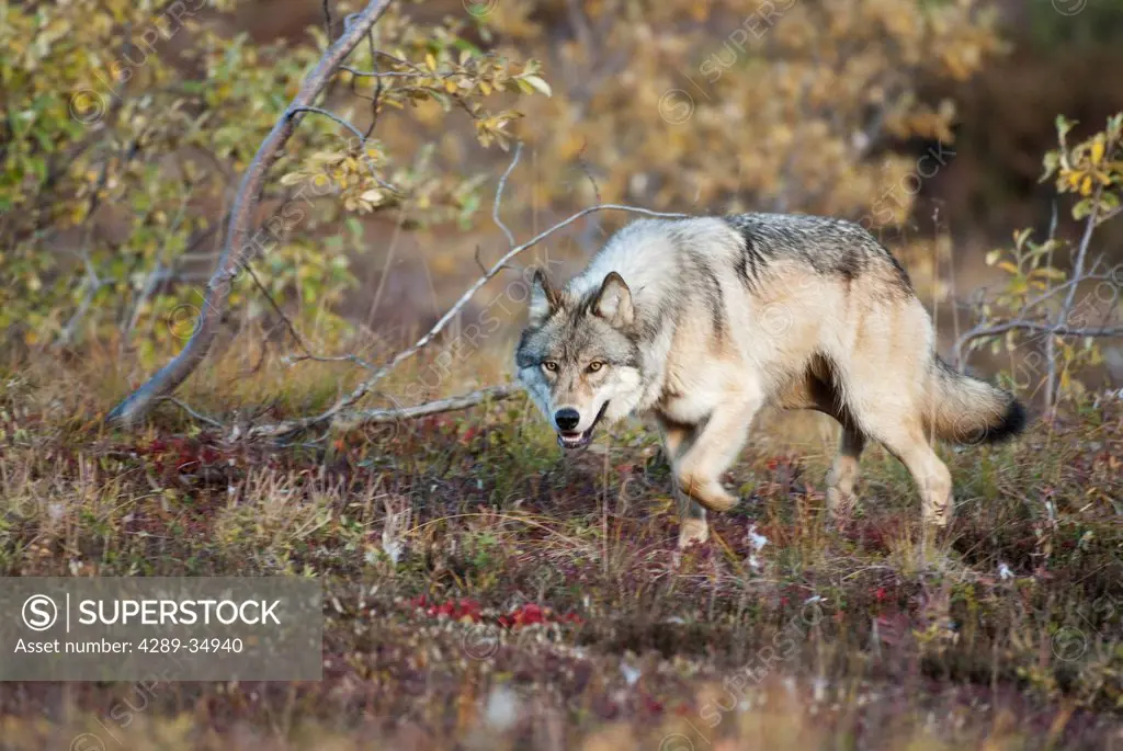 Young adult wolf from Grant Creek Park stalks through willows near Highway Pass in Denali National Park and Preserve, Interior Alaska, Fall