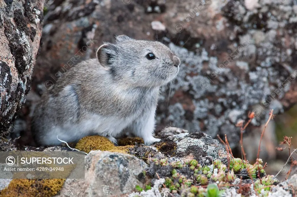 Collared Pika sits in rockpile near Eielson Visitor Center in Denali National Park and Preserve, Interior Alaska, Spring