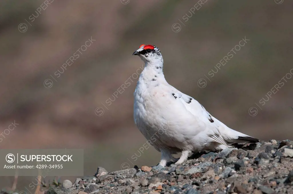 Male Rock Ptarmigan in late breeding plumage stands on a rocky ridge near Eielson Visitor Center in Denali National Park and Preserve, Interior Alaska...