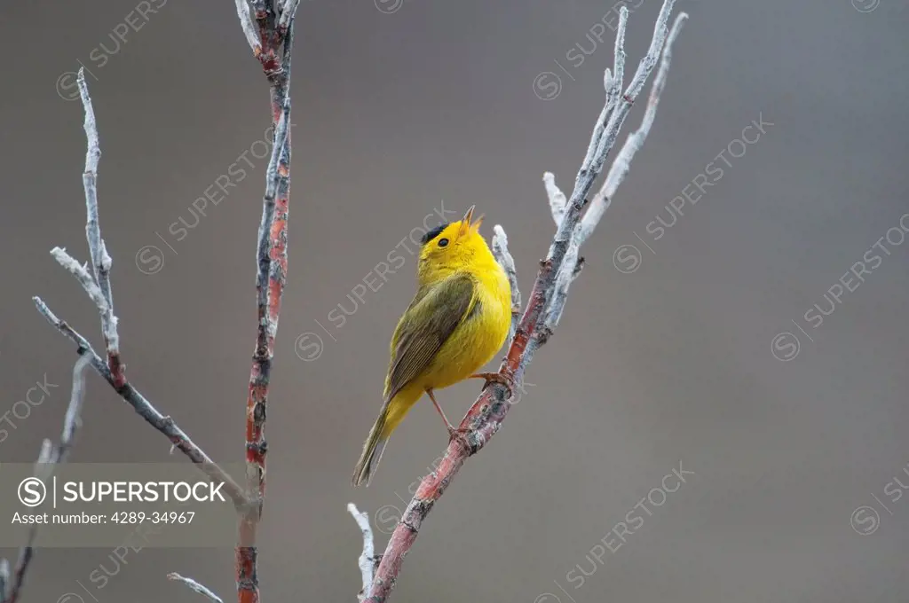 Male Wilson´s Warbler sings while sitting on a willow shrub near Savage River in Denali National Park anbd Preserve, Interior Alaska, Spring