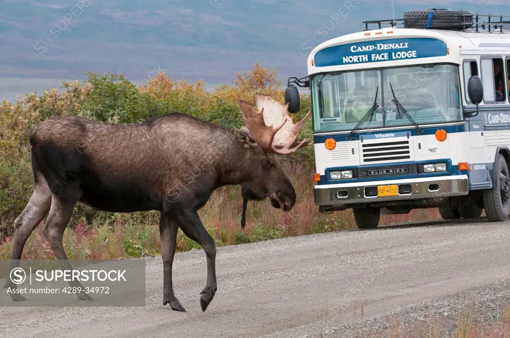 Adult Bull Moose crosses the Park Road in front of a Camp Denali tour bus near Wonder Lake in Denali National Park and Preserve, Interior Alaska, Summ...