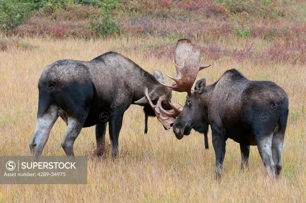 Two adult Bull Moose spar in a meadow near Wonder Lake in Denali National Park and Preserve, Interior Alaska, Autumn