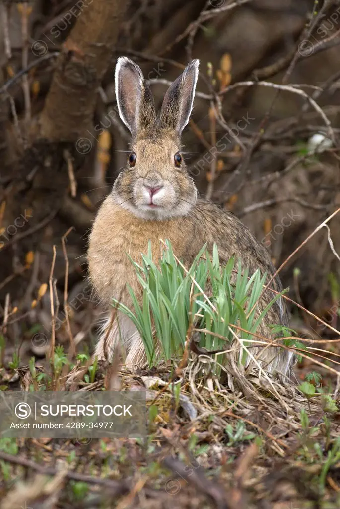 Snowshoe Hare sits next to new growth grass in Denali National Park and Preserve, Interior Alaska, Spring
