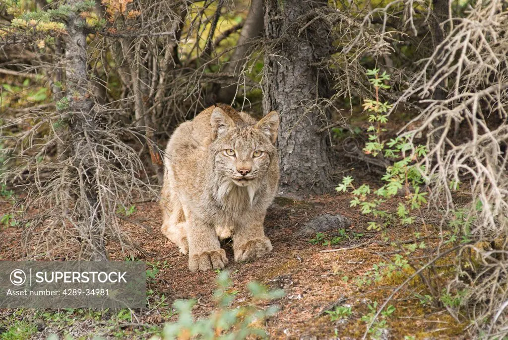 An adult Lynx crouches at base of spruce tree near Teklanika Campground in Denali National Park and Preserve, Interior Alaska, Summer