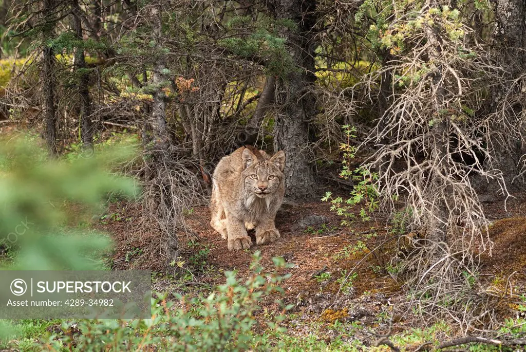 An adult Lynx crouches at base of spruce tree near Teklanika Campground in Denali National Park and Preserve, Interior Alaska, Summer
